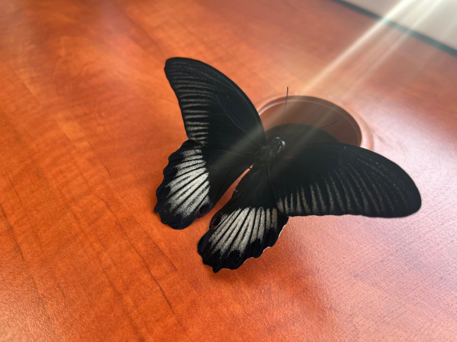 Na drewnianym blacie siedzi duży czarny motyl z rozłożonymi skrzydłami. Skrzydła mają jasne, kontrastowe wzory