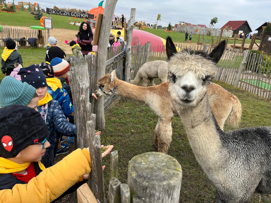 Dzieci karmią alpaki przez drewniane ogrodzenie. Zwierzęta spokojnie podchodzą i jedzą z rąk, a jedna z alpak patrzy prosto w obiektyw. W tle widać kolorowy plac zabaw